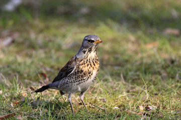 Single Fieldfare bird on grassy wetlands during a spring nesting period