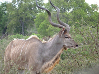 Kudu