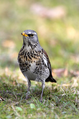 Single Fieldfare bird on grassy wetlands during a spring nesting period