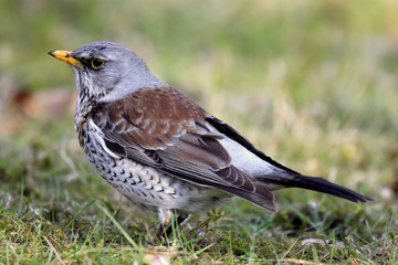 Single Fieldfare bird on grassy wetlands during a spring nesting period