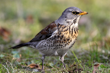 Single Fieldfare bird on grassy wetlands during a spring nesting period