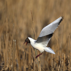 Single Laughing gull in flight among reed stems during a spring period