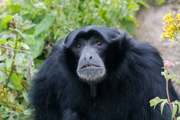 Vieux siamang en gros plan