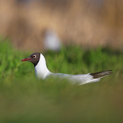 Single Laughing gull bird on grassy wetlands during a spring nesting period