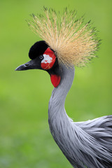 Single Grey Crowned Crane bird in zoological garden