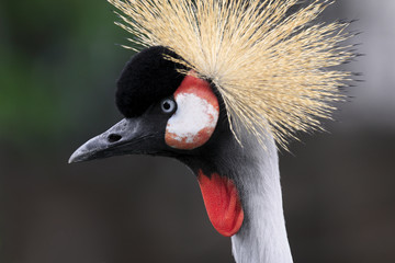 Single Grey Crowned Crane bird in zoological garden