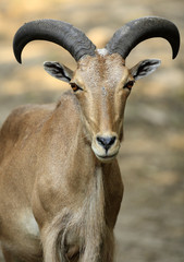 Single Arui Barbary sheep in zoological garden © Art Media Factory