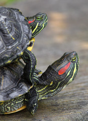 Pair of Red-eared slider turtles in zoological garden