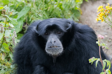 Vieux siamang en gros plan