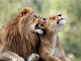 Wandaufkleber Paar erwachsener Löwen im zoologischen Garten © Art Media Factory