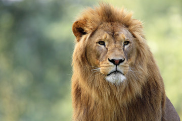 Obraz na płótnie Canvas Single adult male Lion in zoological garden