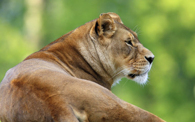 Single adult female Lion in zoological garden