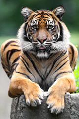 Single Sumatran Tiger in zoological garden - obrazy, fototapety, plakaty
