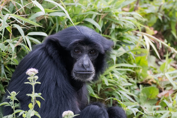Jeune siamang en gros plan