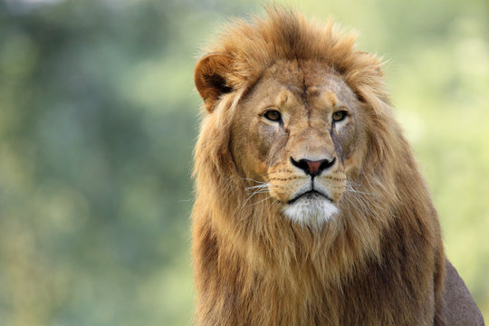Single adult male Lion in zoological garden