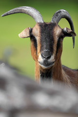 Single African Pygmy goat in zoological garden © Art Media Factory