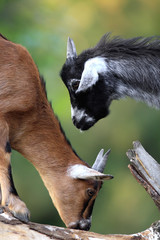 Pair of juvenile African Pygmy goats in zoological garden © Art Media Factory