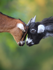 Pair of juvenile African Pygmy goats in zoological garden © Art Media Factory