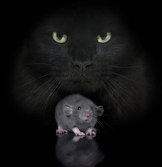 young rat and cat
