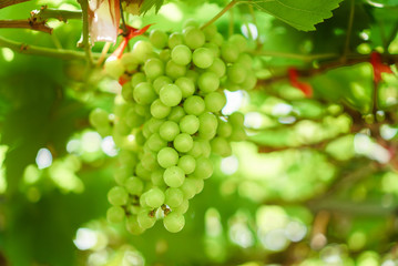 Small Green Grape Vines