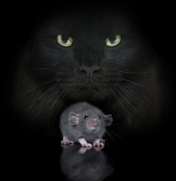 Young Rat And Cat