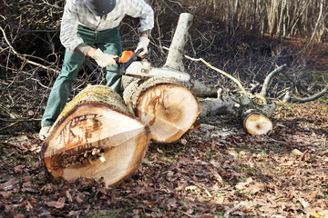 Fototapeta premium Lumberjack using chainsaw cutting big tree during the autumn