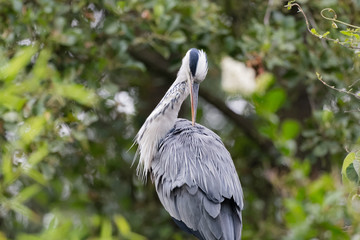 Heron cendre