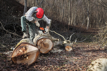 Lumberjack using chainsaw cutting big tree during the autumn wearing hardhat and headphones
