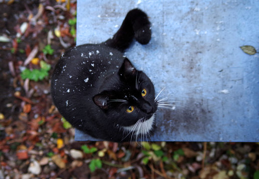 schwarz-wei&szlig;e Europ&auml;isch Kurzhaar Katze mit ersten Schneeflocken auf dem Fell