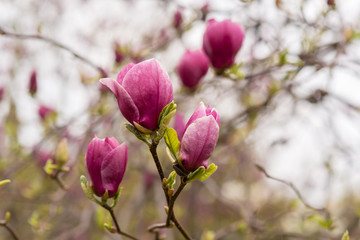 Amazing purple magnolia flowers in the spring season