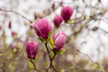 Foto op Canvas Amazing purple magnolia flowers in the spring season © ANNA