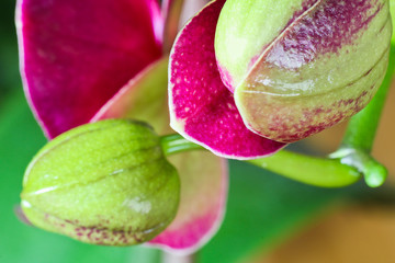 Red and green rosebud of orchid blossom, macro photo