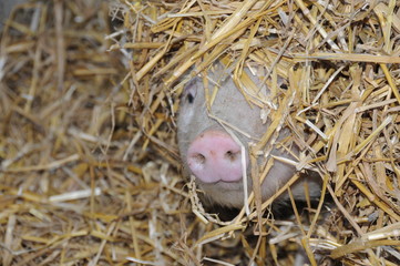 Schweineschnauze im Stroh