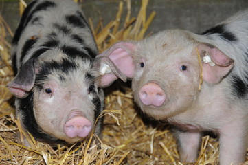 Bentheimer Ferkel im Stroh
