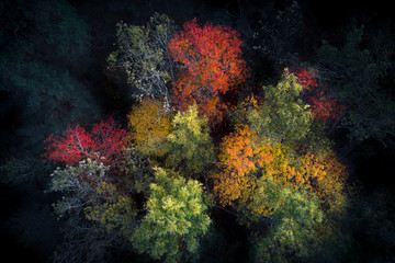 Artistic edit of aerial view of colorful fall foliage seen directly above
