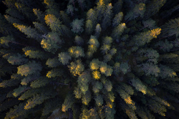 Aerial view of a forest at golden sunrise seen directly above - 190193967
