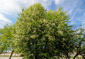 cherry tree in sunny day