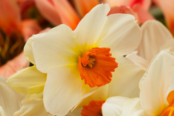Fototapeta premium Close-up Bright Blooming White Daffodils or White Narcissus in Portland Oregon USA