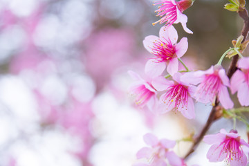 Naklejka na ściany i meble Beautiful Wild Himalayan Cherry blossom, Thai Sakura flower. 