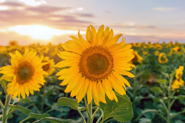 Obraz premium Beautiful sunflowers field on sunset background