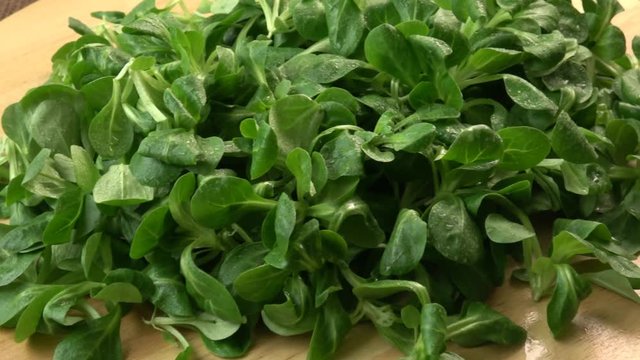 Fresh lamb lettuce corn salad on wooden table. Green lettuce leaves (Valerianella locusta) 