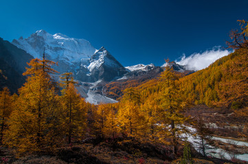 Autumn scenery in Yading Nature Reserve, Daocheng county, Ganzi Tibetan Autonomous Prefecture, Sichuan province of China. The holy peak Xiannairi Peak (Chenresiq) can been seen in the background.