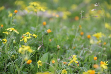 Wild yellow small flowers