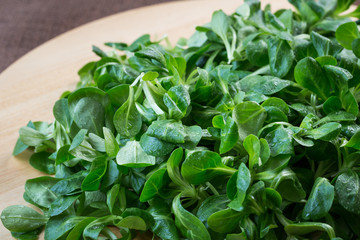 Fresh lamb lettuce corn salad on wooden table. Green lettuce leaves (Valerianella locusta)