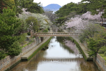 Obraz premium 桜満開の夙川公園、兵庫県西宮市にて