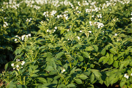 Potato flowers blooming in the field. Field with flourishing potato plants (Solanum tuberosum).