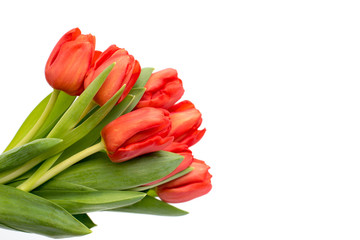 Red tulips isolated white