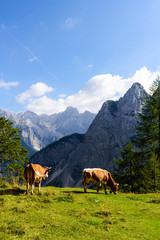 Fototapeta na wymiar Cattle Grazing with the view of Julian Alps, Slovenia