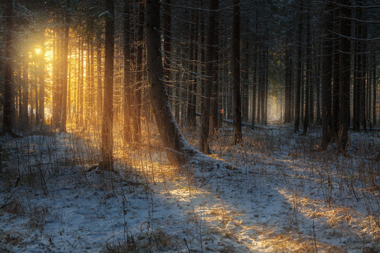Fototapeta path in the beautiful spruce winter forest and sunlight through trees