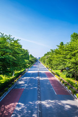 新緑の国立大学通り